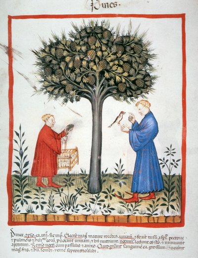Gathering Pine Cones, Tacuinum Sanitatis by Italian School